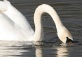 Swan neck